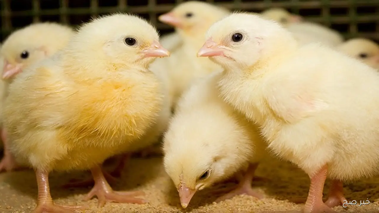 اسعار الكتاكيت اليوم الأحد 9 نوفمبر 2025.. تراجع نسبي وتفاوت بين الشركات الكبرى