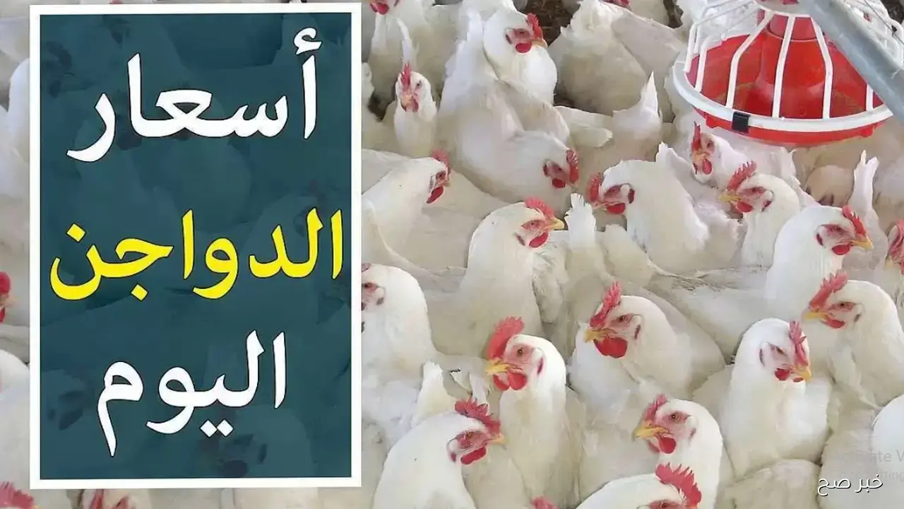 بورصة الدواجن اليوم أسعار الفراخ البيضاء الأحد 16 نوفمبر.. آخر تحركات السوق لحظة بلحظة