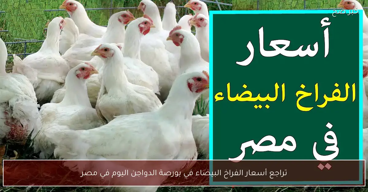 تراجع أسعار الفراخ البيضاء في بورصة الدواجن اليوم في مصر.. الكيلو وصل كام؟