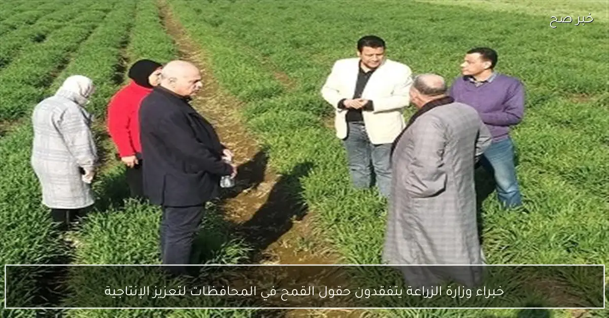 خبراء وزارة الزراعة يتفقدون حقول القمح في المحافظات لتعزيز الإنتاجية