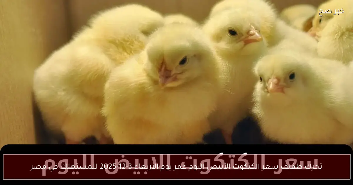 «تحرك طفيف».. سعر الكتكوت الأبيض اليوم عمر يوم الاربعاء 3-12-2025 للمستهلك في مصر