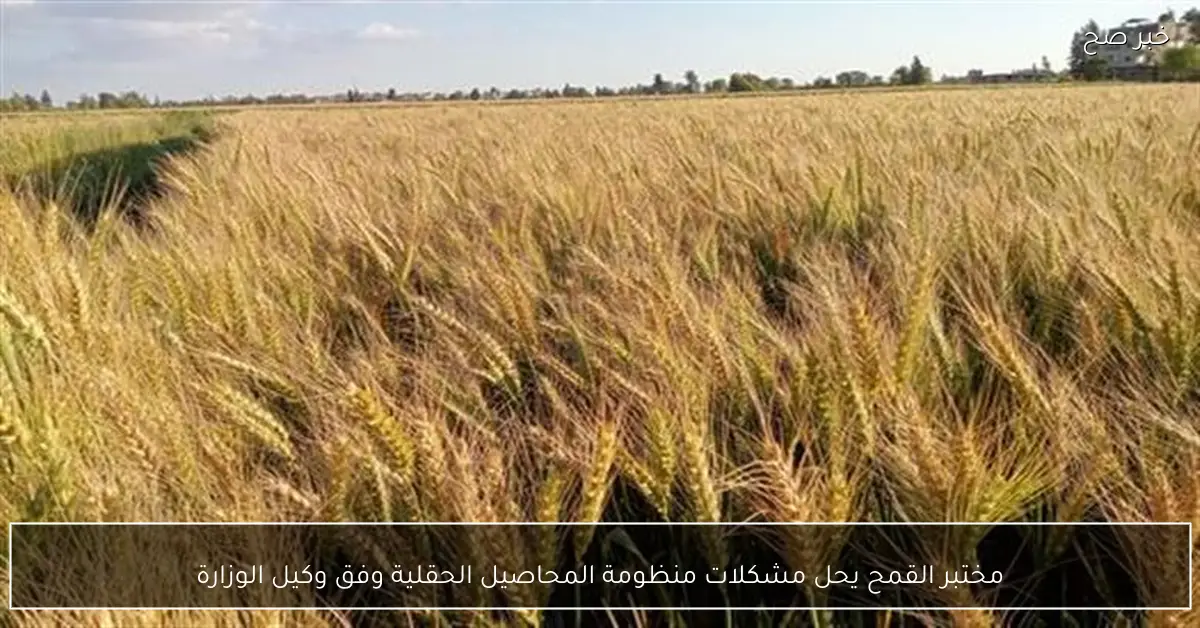 مختبر القمح يحل مشكلات منظومة المحاصيل الحقلية وفق وكيل الوزارة