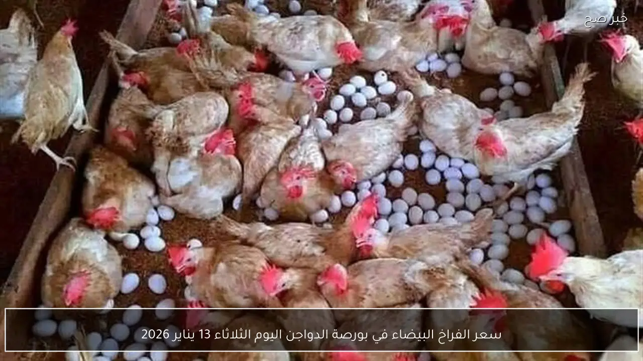 سعر الفراخ البيضاء في بورصة الدواجن اليوم الثلاثاء 13 يناير 2026