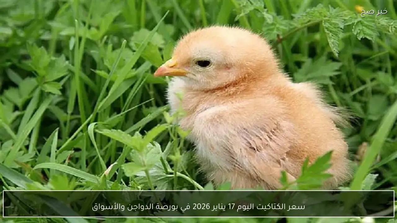 سعر الكتاكيت اليوم 17 يناير 2026 في بورصة الدواجن والأسواق