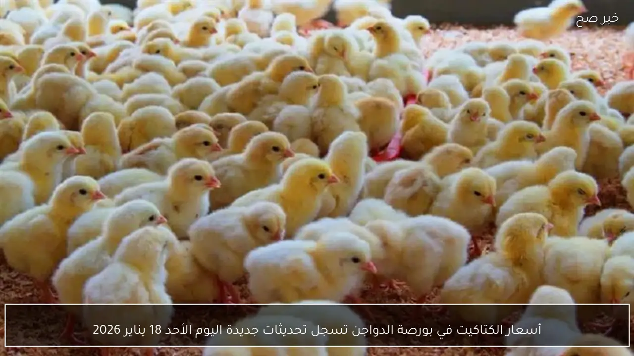 أسعار الكتاكيت في بورصة الدواجن تسجل تحديثات جديدة اليوم الأحد 18 يناير 2026