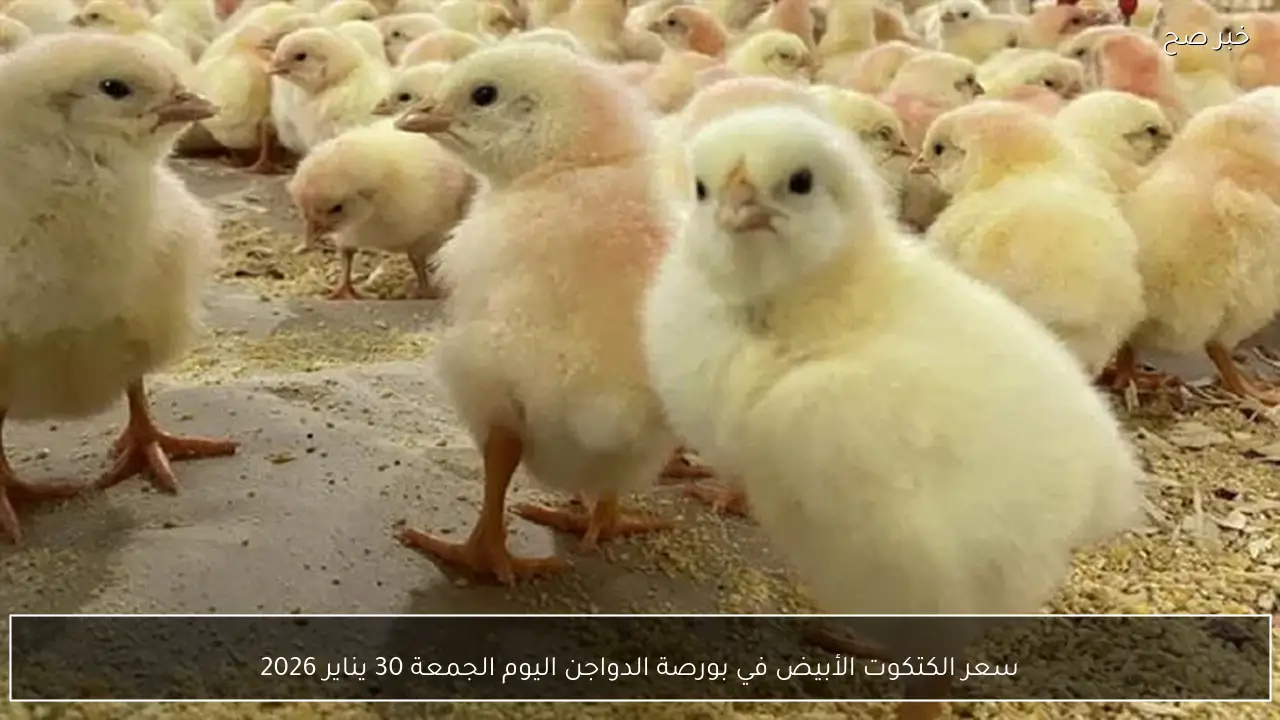 سعر الكتكوت الأبيض في بورصة الدواجن اليوم الجمعة 30 يناير 2026