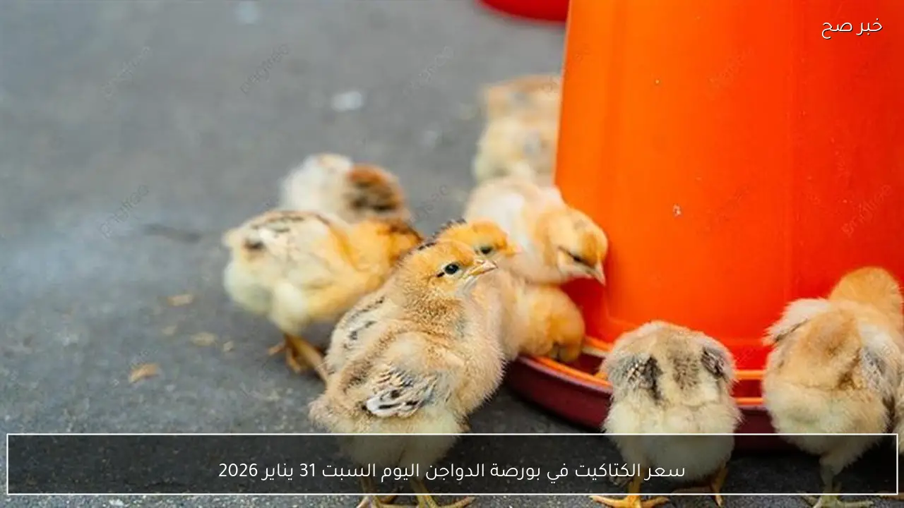 سعر الكتاكيت في بورصة الدواجن اليوم السبت 31 يناير 2026