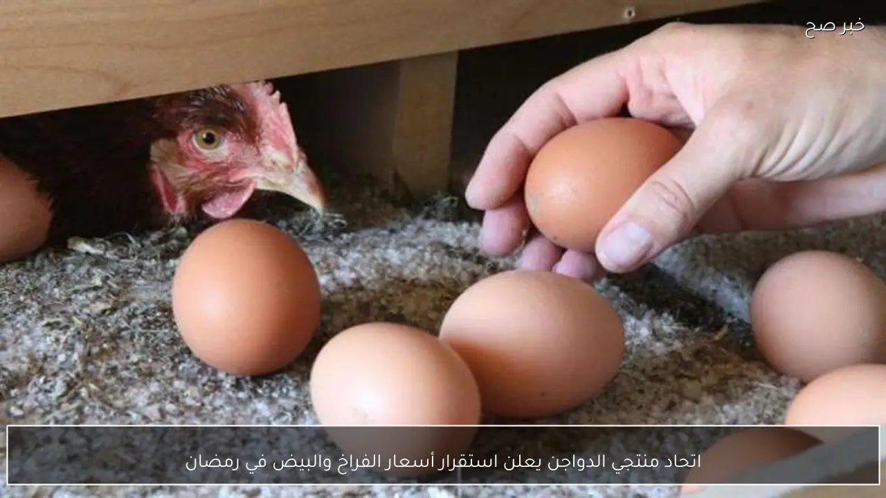 اتحاد منتجي الدواجن يعلن استقرار أسعار الفراخ والبيض في رمضان