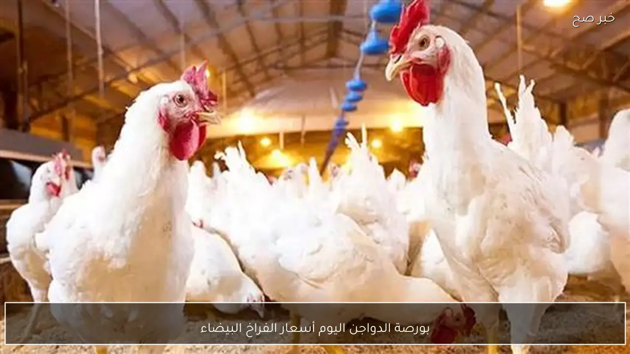 الكيلو بكام؟.. بورصة الدواجن اليوم أسعار الفراخ البيضاء الاثنين 26 يناير 2026 وفق آخر تحديث