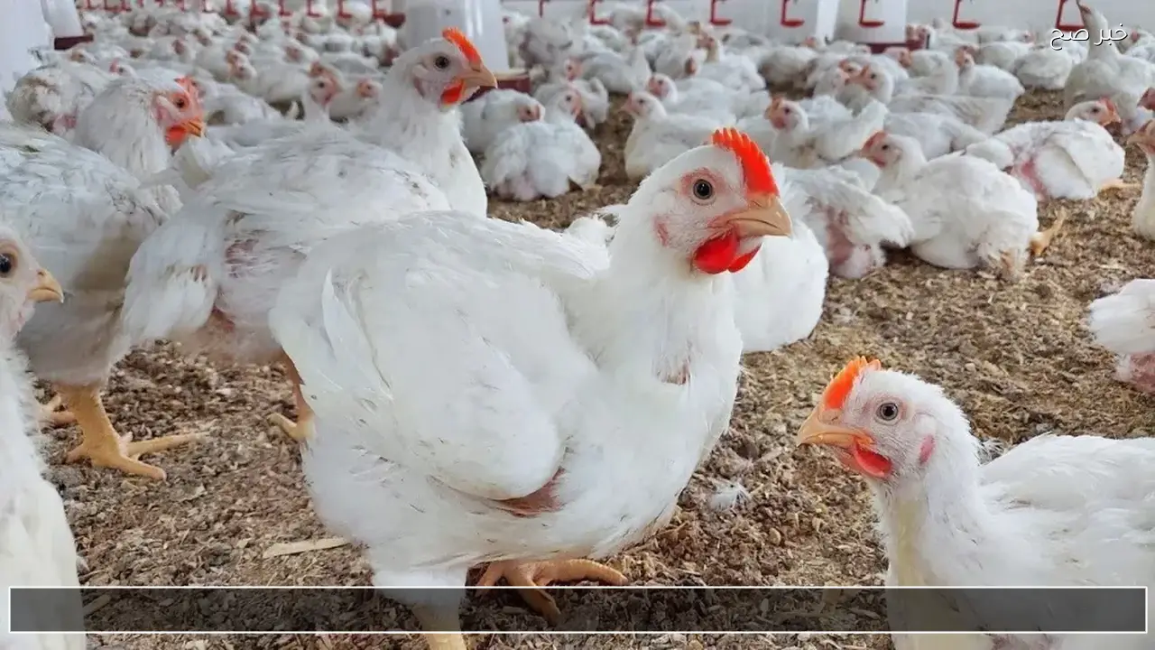 بكم الكيلو؟ .. بورصة الدواجن اليوم أسعار الفراخ البيضاء 16 يناير 2026 والبيض والكتاكيت
