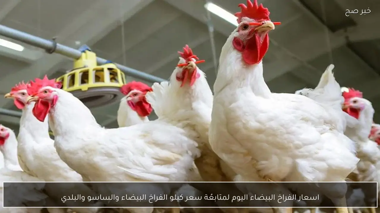 اسعار الفراخ البيضاء اليوم لمتابعُة سعر كيلو الفراخ البيضاء والساسو والبلدي