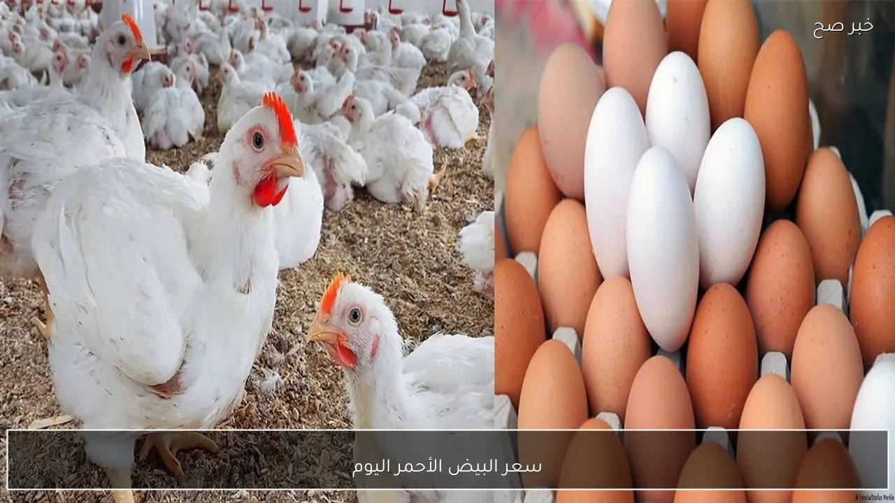 سعر البيض الأحمر اليوم في بورصة الدواجن الرئيسية والأسواق المصرية للمستهلكين