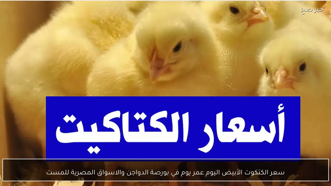 سعر الكتكوت الأبيض اليوم عمر يوم في بورصة الدواجن والأسواق المصرية للمستهلك