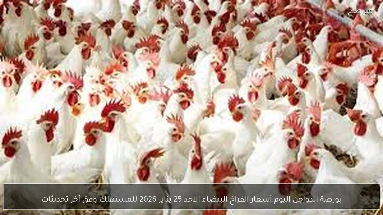 بورصة الدواجن اليوم أسعار الفراخ البيضاء الاحد 25 يناير 2026 للمستهلك وفق آخر تحديثات