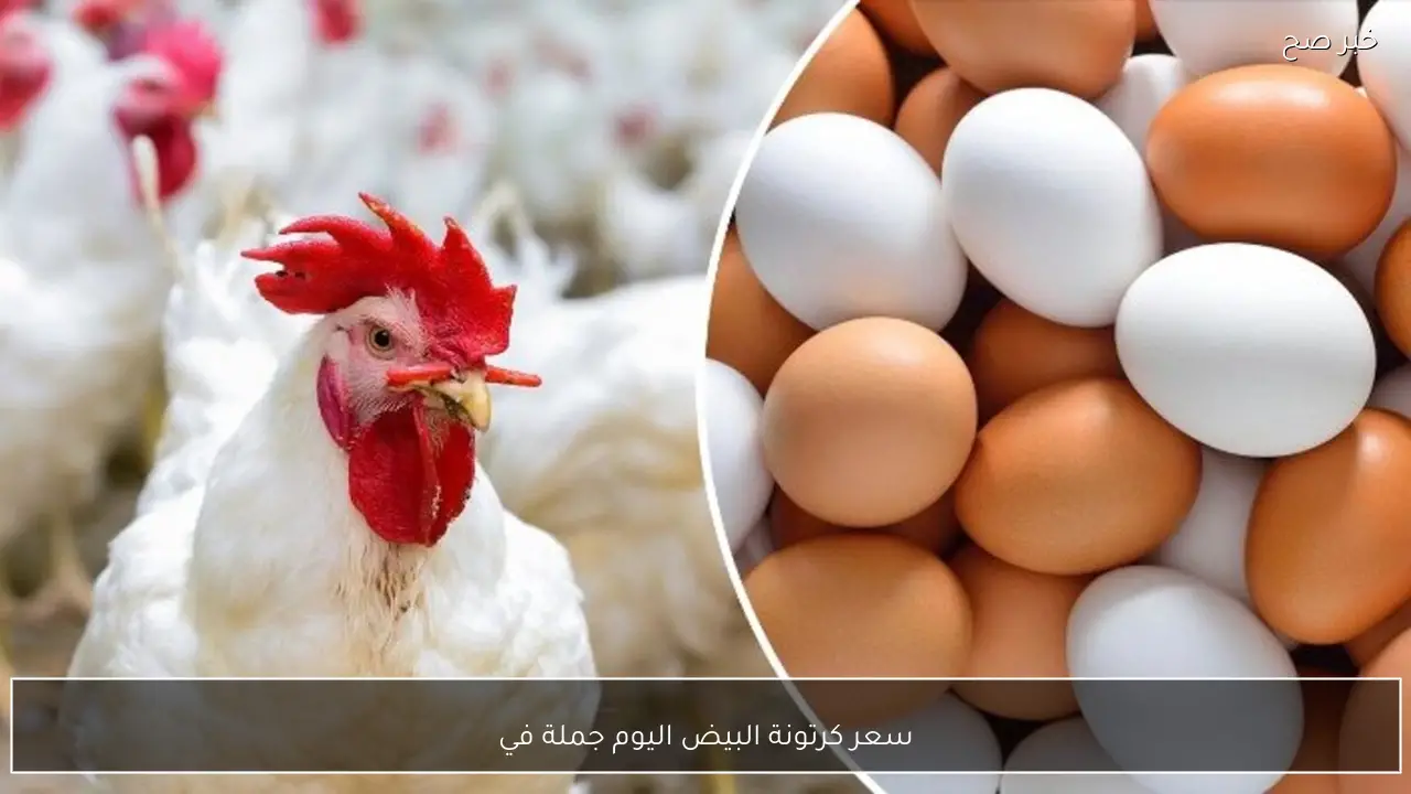 سعر كرتونة البيض اليوم جملة في جميع الشركات المنتجة (احمر وابيض وبلدي)