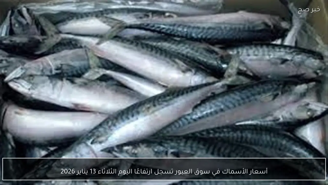 أسعار الأسماك في سوق العبور تسجل ارتفاعًا اليوم الثلاثاء 13 يناير 2026