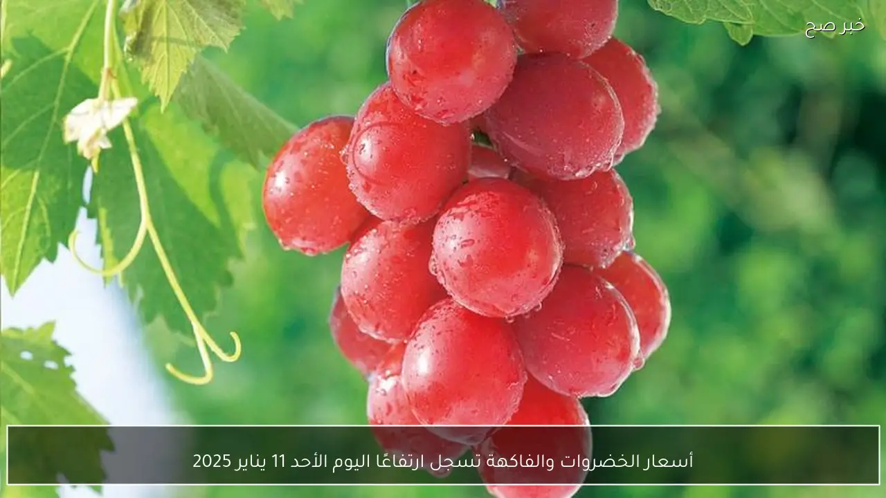 أسعار الخضروات والفاكهة تسجل ارتفاعًا اليوم الأحد 11 يناير 2025