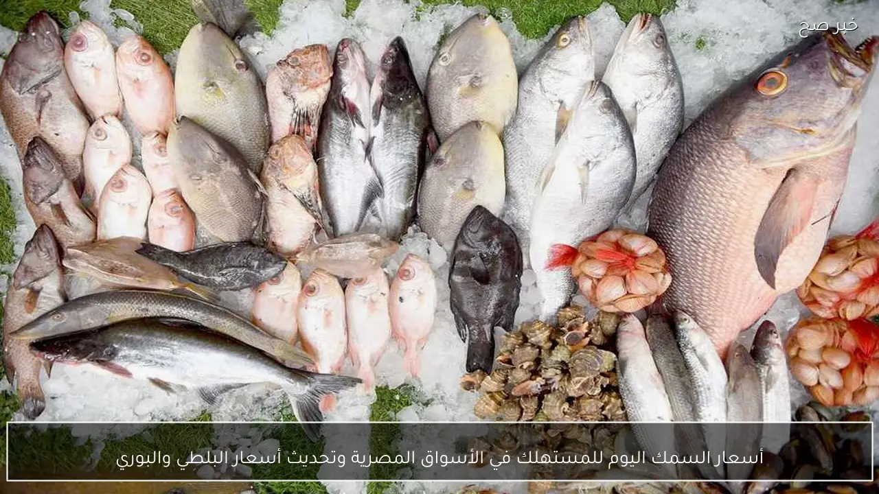 أسعار السمك اليوم للمستهلك في الأسواق المصرية وتحديث أسعار البلطي والبوري
