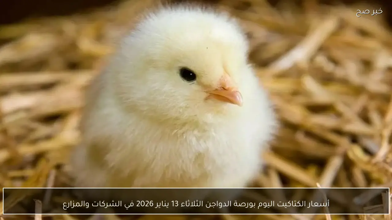 أسعار الكتاكيت اليوم بورصة الدواجن الثلاثاء 13 يناير 2026 في الشركات والمزارع