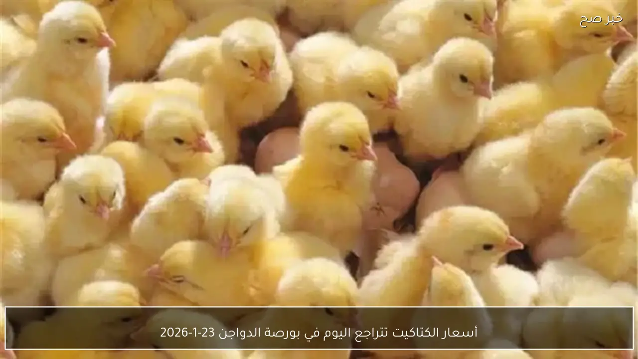 أسعار الكتاكيت تتراجع اليوم في بورصة الدواجن 23-1-2026