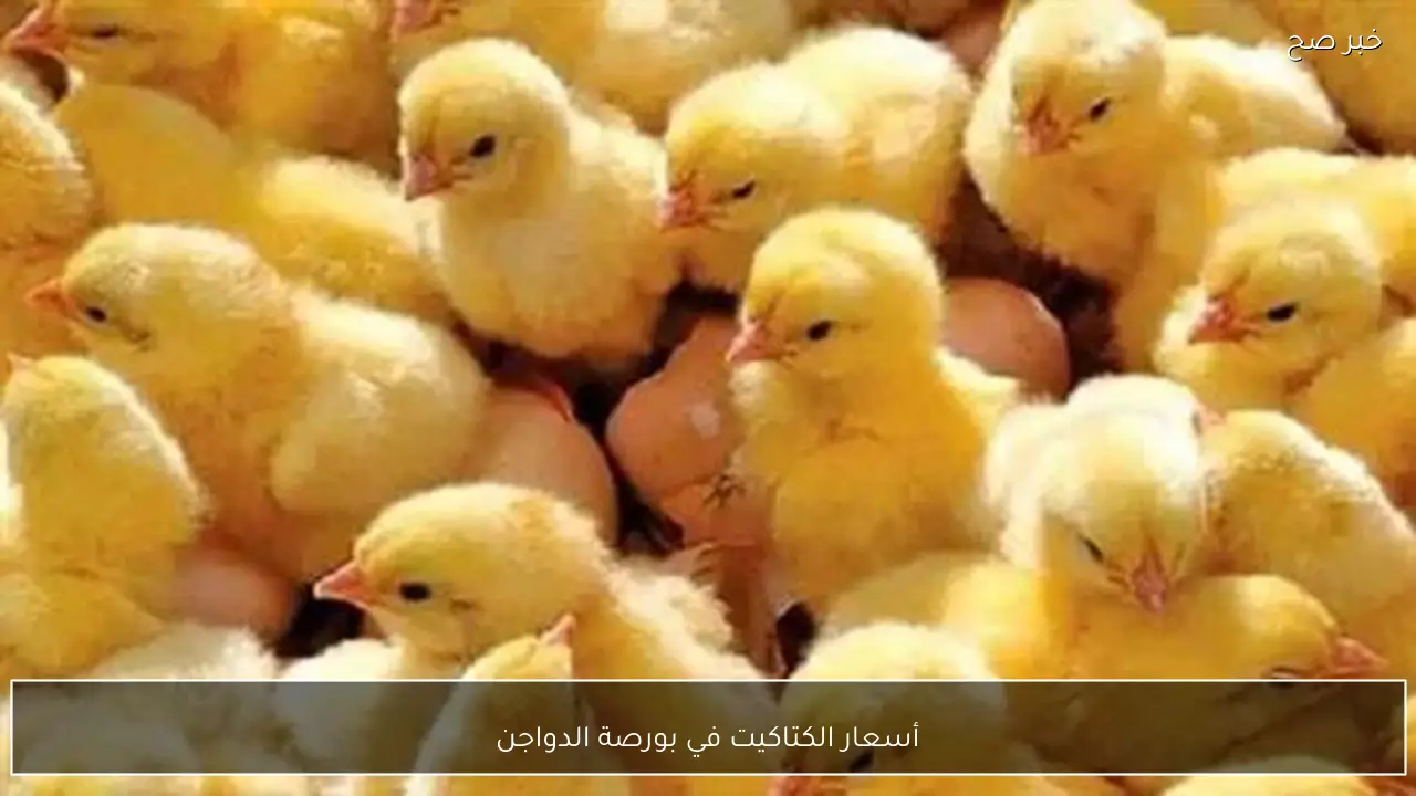 أسعار الكتاكيت في بورصة الدواجن اليوم السبت 17 يناير 2026 تحديث جديد