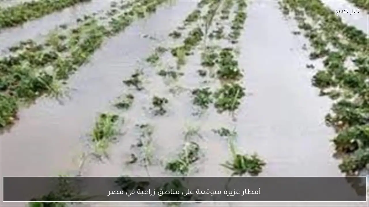 أمطار غزيرة متوقعة على مناطق زراعية في مصر
