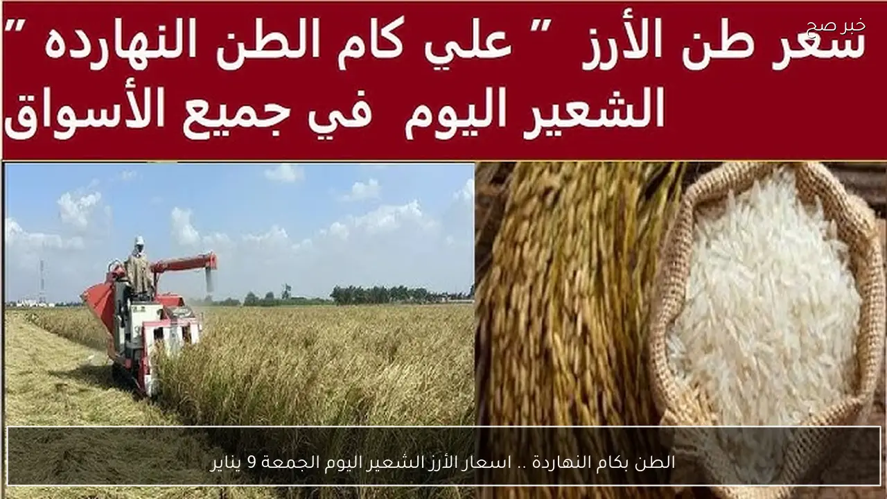 الطن بكام النهاردة .. اسعار الأرز الشعير اليوم الجمعة 9 يناير 2026 في الأسواق