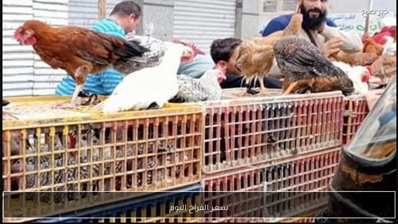 سعر الفراخ اليوم الثلاثاء تفاصيل الساسو والبلدي في المزارع والاسواق