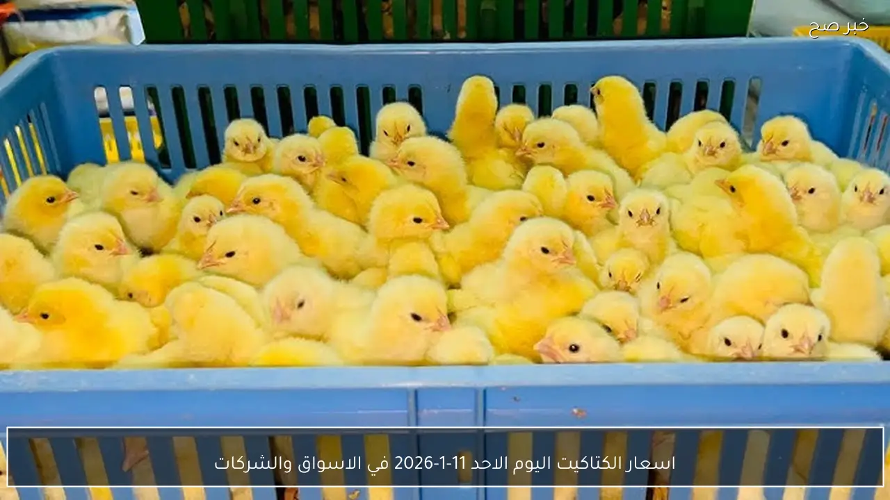 اسعار الكتاكيت اليوم الاحد 11-1-2026 في الاسواق والشركات