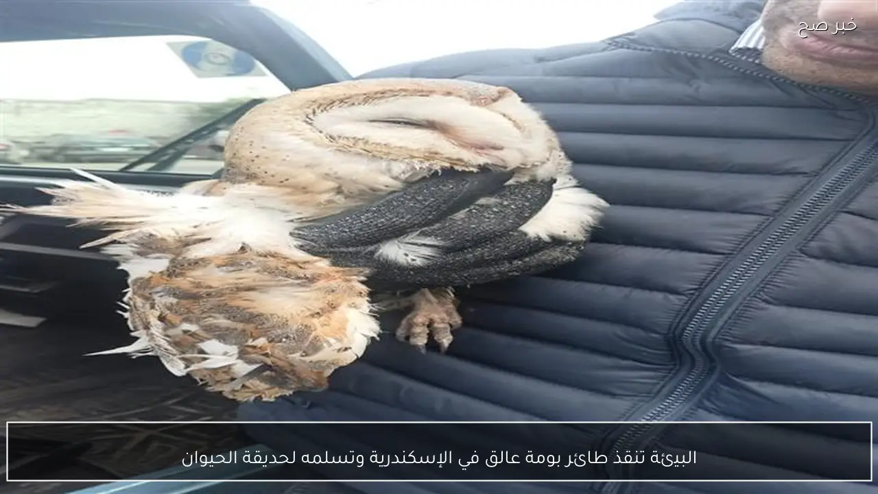 البيئة تنقذ طائر بومة عالق في الإسكندرية وتسلمه لحديقة الحيوان