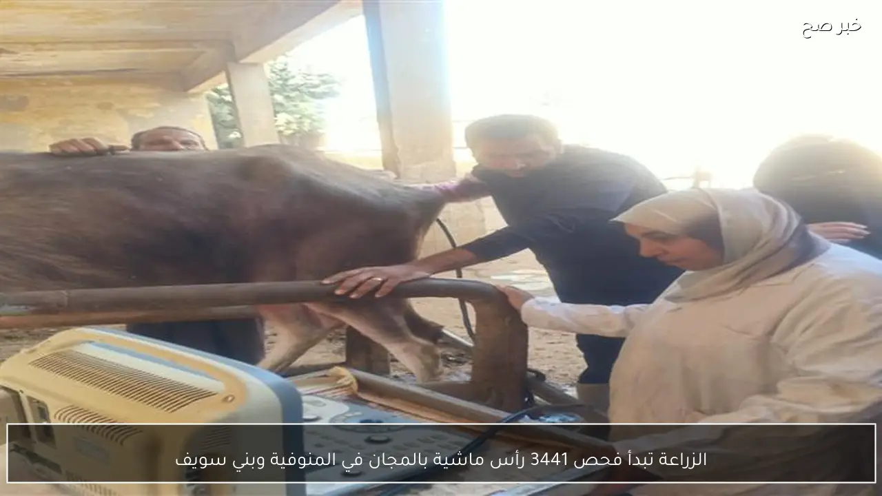 الزراعة تبدأ فحص 3441 رأس ماشية بالمجان في المنوفية وبني سويف