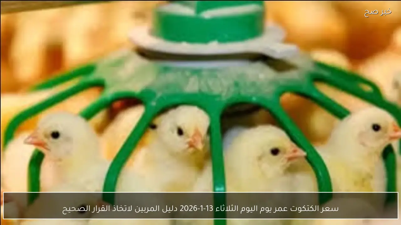 سعر الكتكوت عمر يوم اليوم الثلاثاء 13-1-2026 دليل المربين لاتخاذ القرار الصحيح
