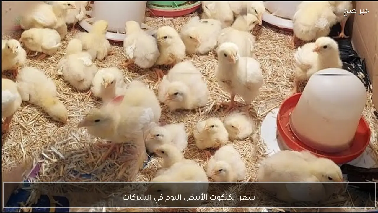 لو ناوي تربــي .. سعر الكتكوت الأبيض اليوم في الشركات