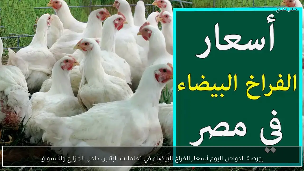 بورصة الدواجن اليوم أسعار الفراخ البيضاء في تعاملات الإثنين داخل المزارع والأسواق