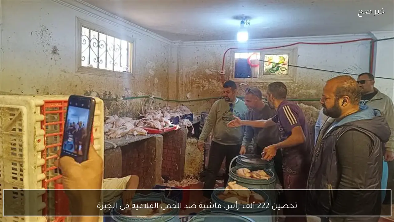 تحصين 222 ألف رأس ماشية ضد الحمى القلاعية في الجيزة