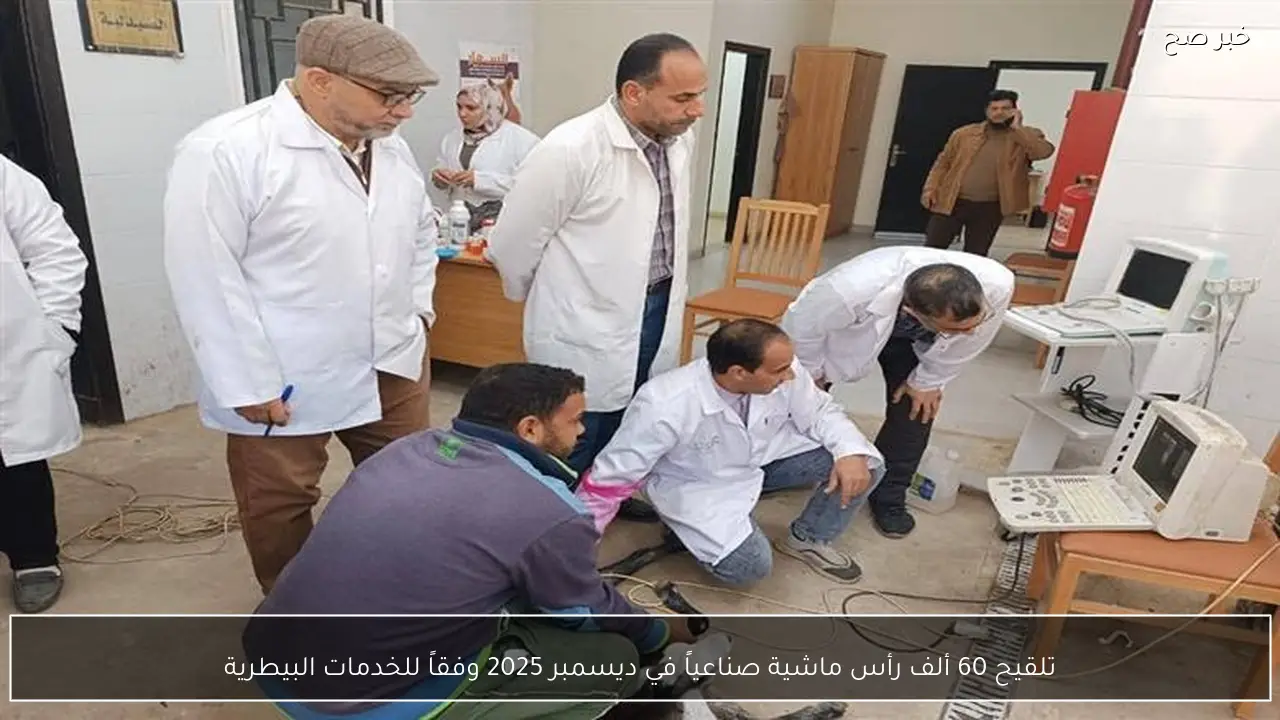 تلقيح 60 ألف رأس ماشية صناعياً في ديسمبر 2025 وفقاً للخدمات البيطرية