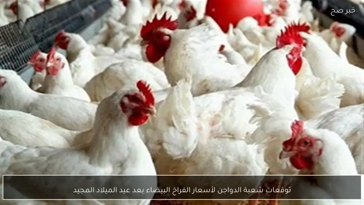 توقعات شعبة الدواجن لأسعار الفراخ البيضاء بعد عيد الميلاد المجيد