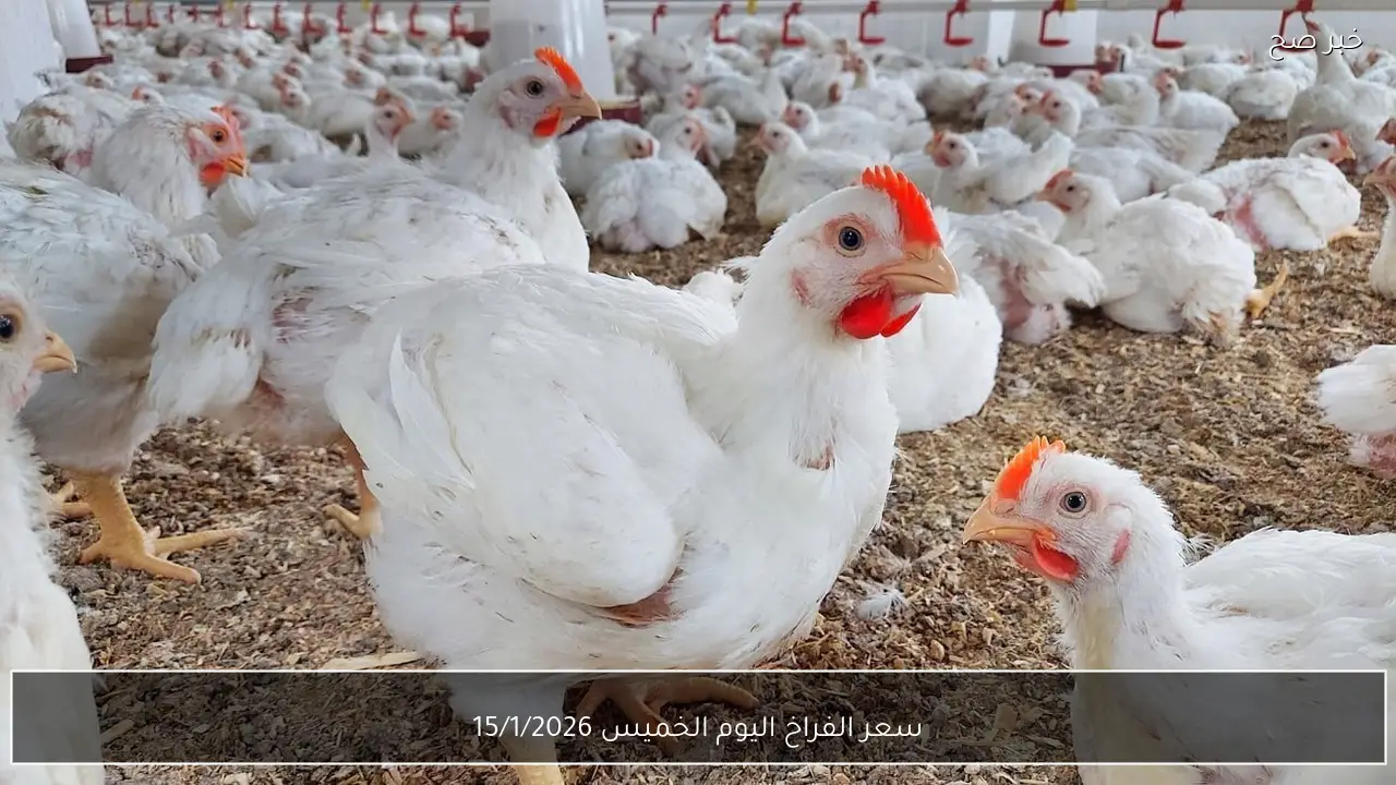 “الفراخ البيضاء بكام؟؟”.. سعر الفراخ اليوم الخميس 15/1/2026 وسعر كيلو الفراخ البلدي وكرتونة البيض في الاسواق