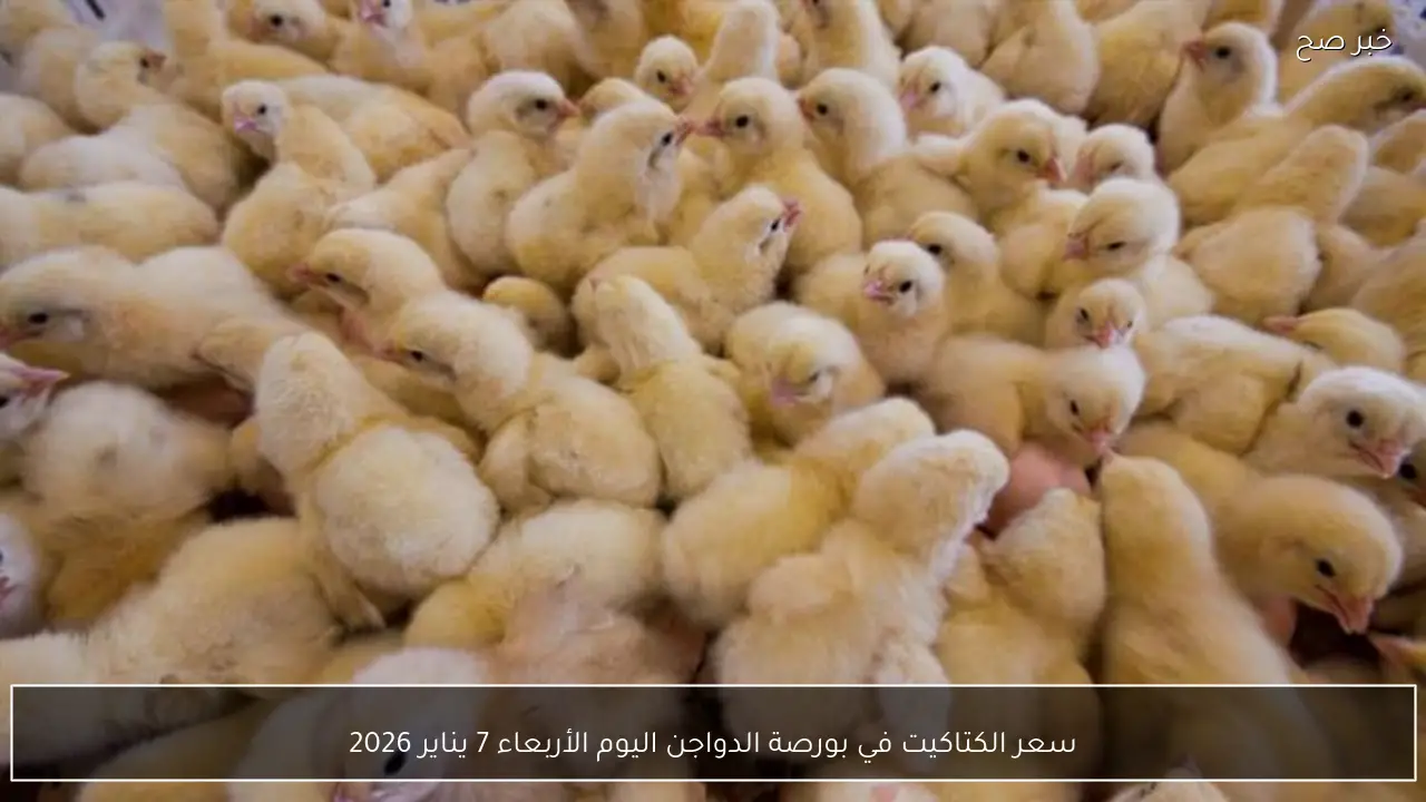 سعر الكتاكيت في بورصة الدواجن اليوم الأربعاء 7 يناير 2026