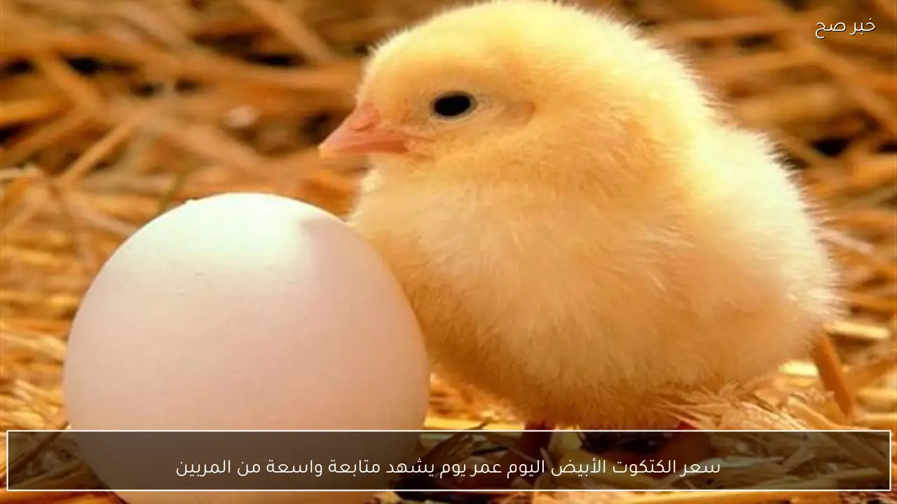 سعر الكتكوت الأبيض اليوم عمر يوم يشهد متابعة واسعة من المربين