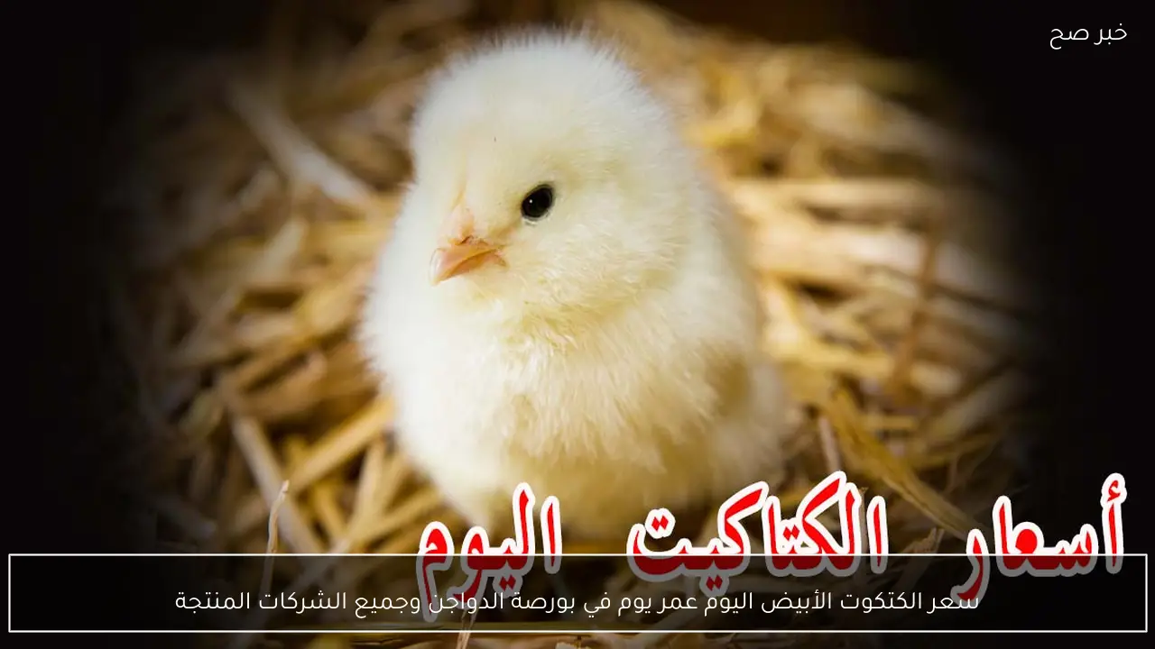 سعر الكتكوت الأبيض اليوم عمر يوم في بورصة الدواجن وجميع الشركات المنتجة