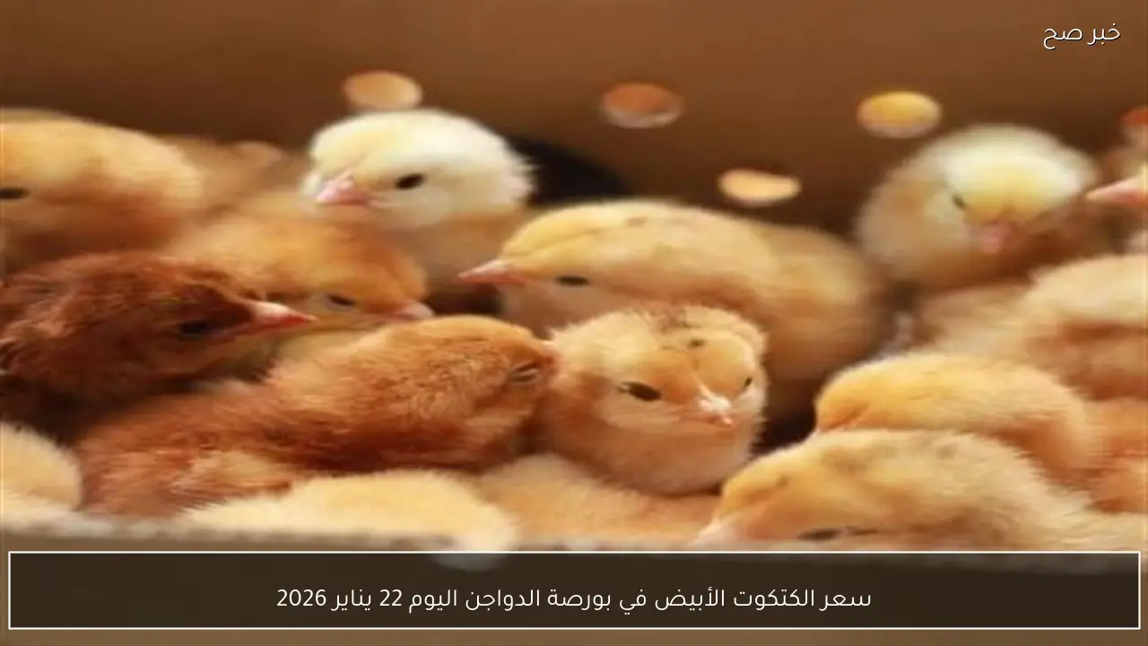 سعر الكتكوت الأبيض في بورصة الدواجن اليوم 22 يناير 2026