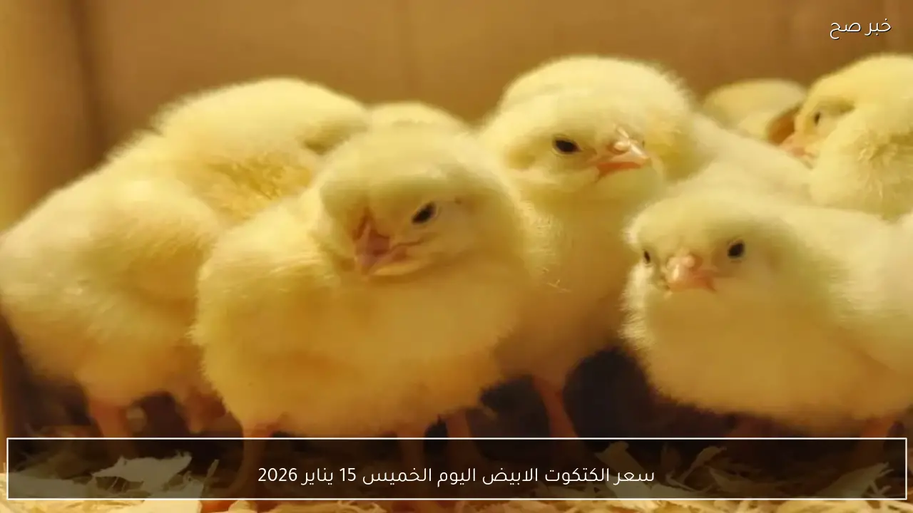 سعر الكتكوت الابيض اليوم الخميس 15 يناير 2026 يشهد انخفاضًا ملحوظًا في بورصة الدواجن