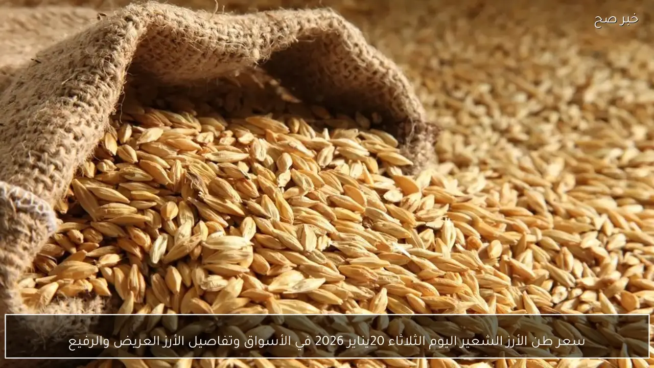 سعر طن الأرز الشعير اليوم الثلاثاء 20يناير 2026 في الأسواق وتفاصيل الأرز العريض والرفيع