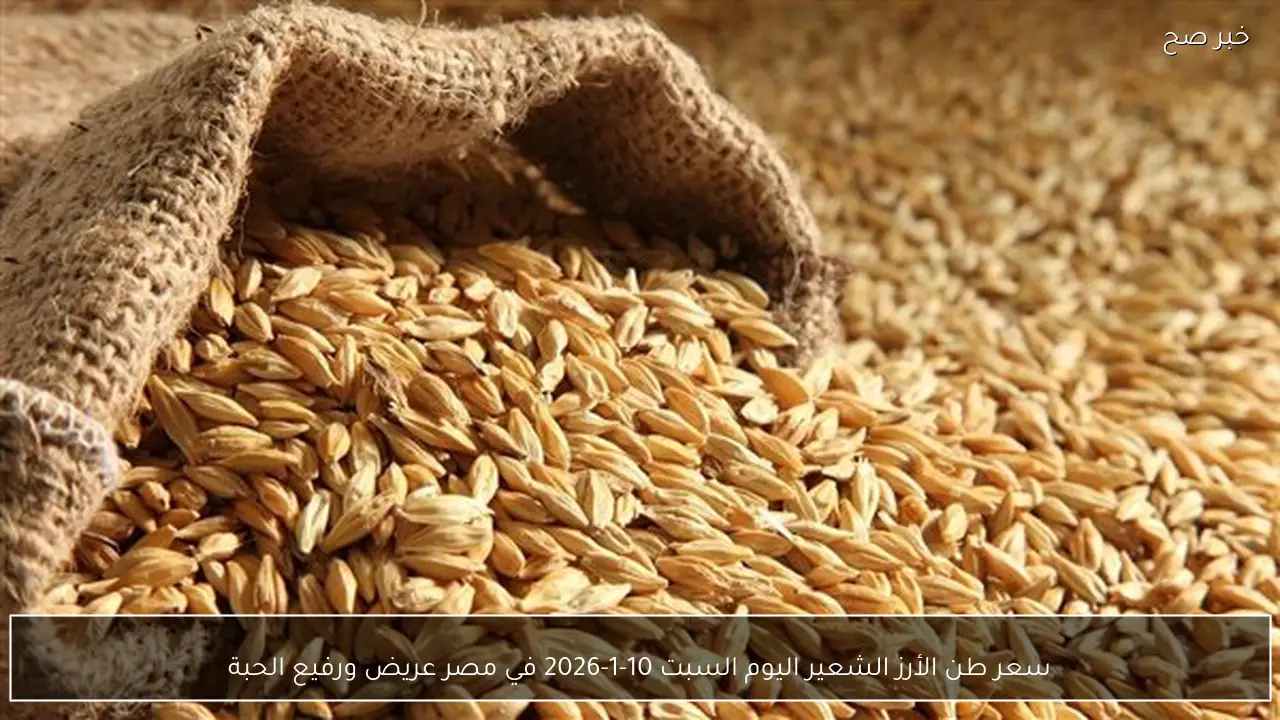 سعر طن الأرز الشعير اليوم السبت 10-1-2026 في مصر عريض ورفيع الحبة