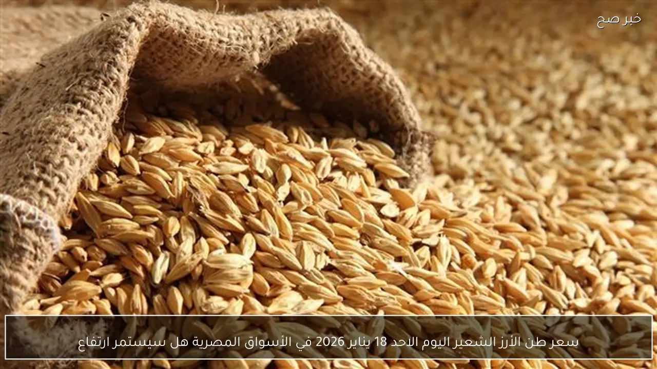 سعر طن الأرز الشعير اليوم الاحد 18 يناير 2026 في الأسواق المصرية هل سيستمر ارتفاع ؟