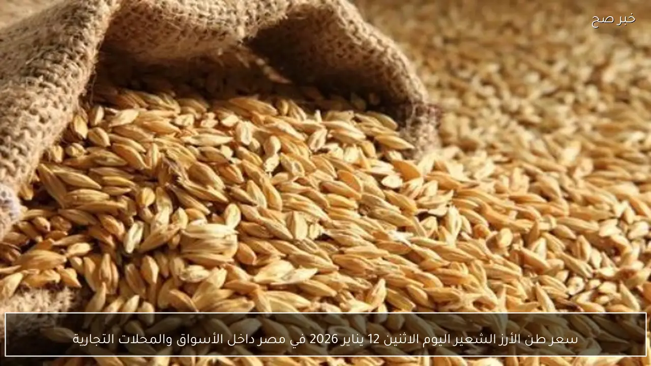 سعر طن الأرز الشعير اليوم الاثنين 12 يناير 2026 في مصر داخل الأسواق والمحلات التجارية