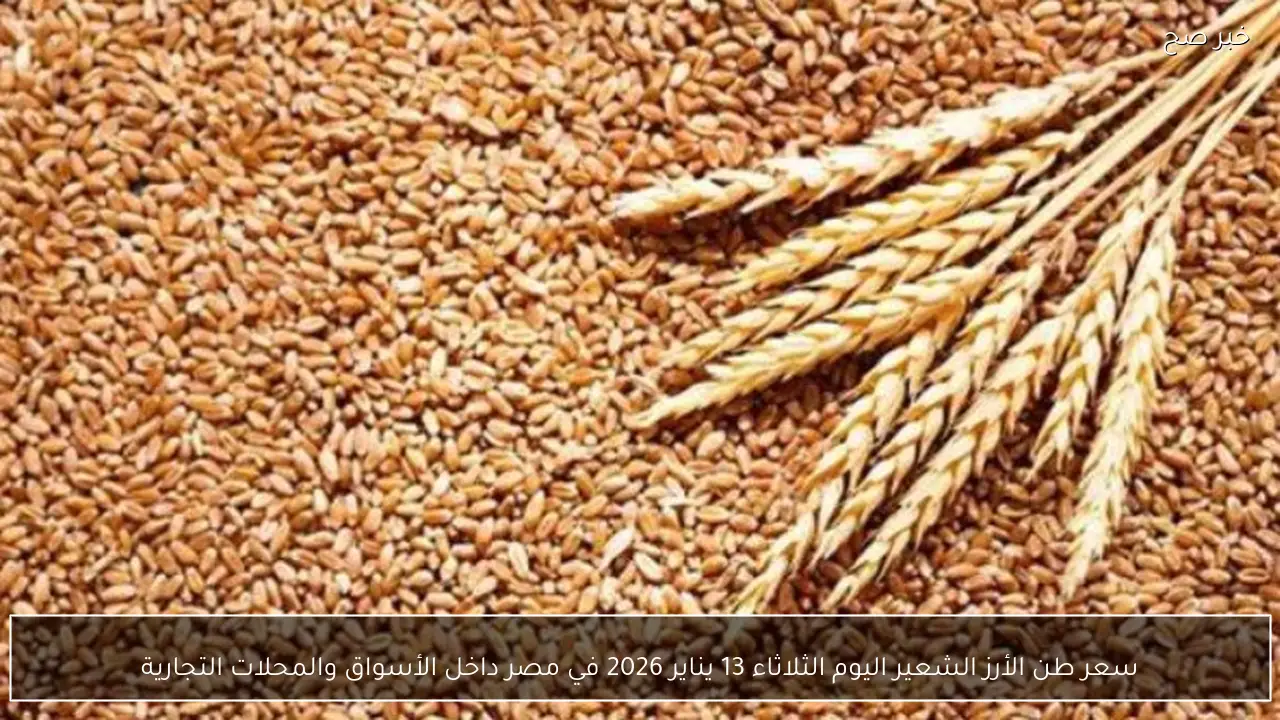 سعر طن الأرز الشعير اليوم الثلاثاء 13 يناير 2026 في مصر داخل الأسواق والمحلات التجارية