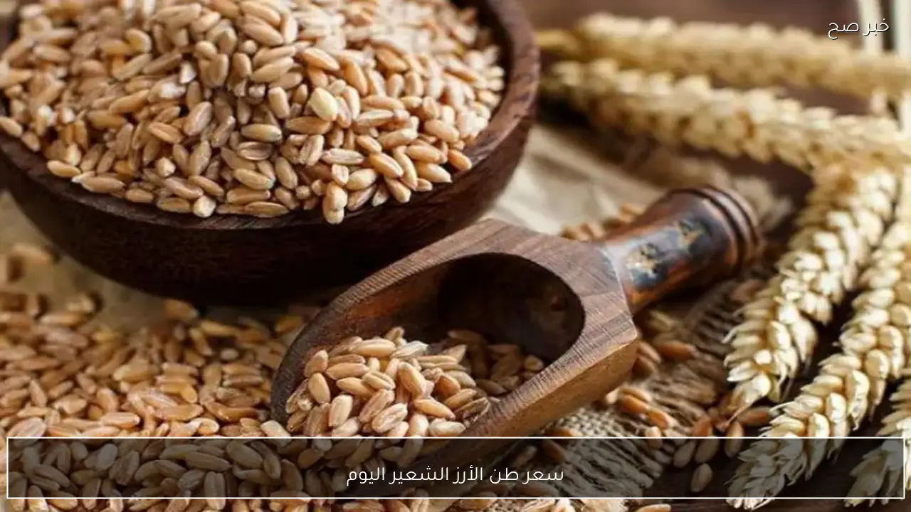 سعر طن الأرز الشعير اليوم الخميس 15 يناير 2026 يشهد استقرارًا في الأسواق المحلية