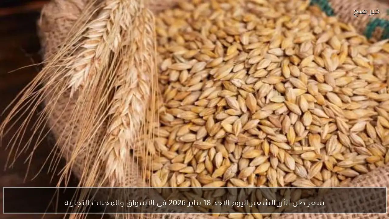 سعر طن الأرز الشعير اليوم الاحد 18 يناير 2026 في الأسواق والمحلات التجارية